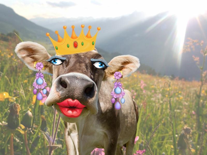 Die Kuh Regina